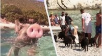 Bu adada donuzlar dənizdə turistlərlə birlikdə çimir - VİDEO