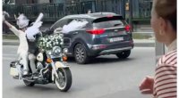 Bakıda bəy və gəlin toya motosikletlə getdi &ndash; VİDEO