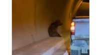 Kəlbəcərdə ayı avtomobillərin hərəkət etdiyi tunelə girdi &ndash; VİDEO
