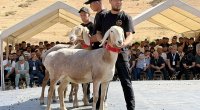 Qırğızıstanda qoyun 1 milyon dollara satıldı