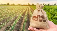 Marketlər fermerdən 50 qəpiyə aldığını 2 manata satır - SƏBƏBLƏR