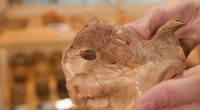 Neandertal insanın 75 min il əvvəl taxta nizə zərbəsindən həlak olduğu üzə çıxdı - FOTO