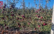 Məhsul boldur, alıcı az... – Qubanın alma bağlarından REPORTAJ – FOTO