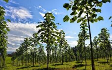 Azərbaycanda COP29-la bağlı park SALINACAQ 