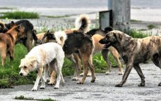 Gəncədə bir gündə 4-5 nəfəri İT DİŞLƏYİR – Küçə itləri üçün yaradılan sığınacaq niyə fəaliyyətini dayandırdı? – FOTO