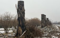 Zaqatalada ağacların kəsilməsi ilə bağlı cinayət işi başladı, vəzifəli şəxslər işdən çıxarıldı - BİRGƏ MƏLUMAT