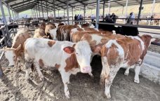 Aldığınız ətin rənginə, qoxusuna fikir verin – Dabaq xəstəliyi TƏHLÜKƏSİ