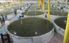 Ekologiyadan kənd təsərrüfatına keçid - Struktur dəyişikliyi nə vəd edir? – RƏSMİ AÇIQLAMA