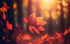 Sabahın HAVA proqnozu