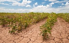 Quraqlıqdan ən çox zərər çəkən BÖLGƏLƏR – “Əkin sahələri istifadəsiz qalıb”
