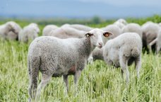 İndi də “qoyunçiçəyi virusu” YAYILIR – Azərbaycana gəlmə ehtimalı varmı? – RƏSMİ AÇIQLAMA