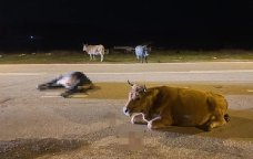 Heyvanların vurduğu zərəri sahibi ödəməlidir? – Hüquqi İZAH