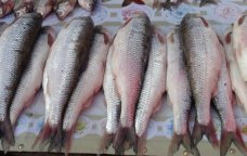 Balıq BAHALAŞACAQ? &ndash; MÜHÜM AÇIQLAMA