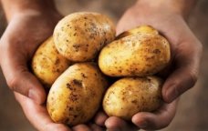 Bu şəxslərə kartof olmaz - Dietoloqdan XƏBƏRDARLIQ