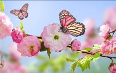 Azərbaycana yaz fəsli BU TARİXDƏ daxil olacaq &ndash; Saat AÇIQLANDI