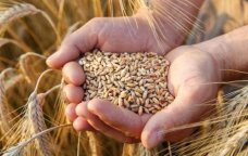 Azərbaycanda buğda ilə özünütəminetmə səviyyəsi NİYƏ AZALIR?