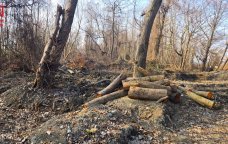 Xaçmazda ekoloji təhlükə &ndash; &ldquo;Qırmızı kitab&rdquo;a düşən qızılağacları kim məhv edir? - VİDEO