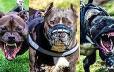 Aqressiv it cinslərinin yaratdığı ÖLÜM TƏHLÜKƏSİ - Onların hücumlarına görə kim cavabdehdir?