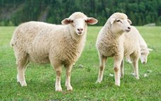 Bu heyvanların kəsilməsi qadağan OLUNA BİLƏR