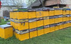 Azərbaycana xaricdən gətirilən arılar RİSK yaradır - Arıçılardan HƏYƏCAN TƏBİLİ &ndash; FOTO 