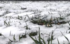 Aprel şaxtası məhsuldarlığa necə TƏSİR EDƏCƏK?