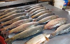 YENİ QƏRAR – Balıq qiymətləri YÜKSƏLƏCƏK