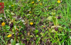 Şuşanın incisi ŞİMALDA &ndash; Bu kənddə 60 ildir Xarıbülbül çiçək AÇIR - VİDEO