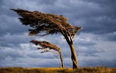 Bakıda və bölgələrdə külək güclənəcək &ndash; XƏBƏRDARLIQ