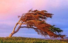 Külək nə vaxt dayanacaq... - AÇIQLAMA