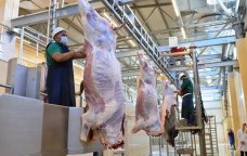 Qurban bayramı günlərində 134 ünvanda satış və kəsim xidmətləri göstərilir -AQTA