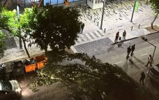 TƏCİLİ! Bakıda güclü külək ağacı avtomobilin üzərinə AŞIRDI – FOTO/VİDEO