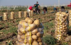 Kartof sahədə 10 qəpik, marketdə 80 qəpik &ndash; Qazanan KİMDİR?