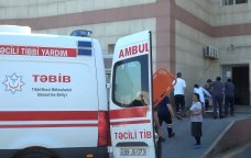 Şəkidə itin 5 nəfəri dişləməsinə İcra Hakimiyyətinin REAKSİYASI - FOTO