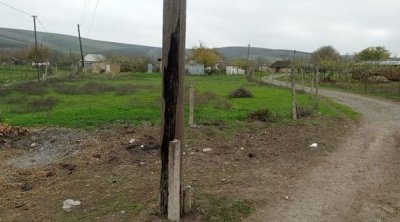 Canavarlar Cəlilabadın Moranlı kəndində mal-qaraya hücum ediblər - FOTO