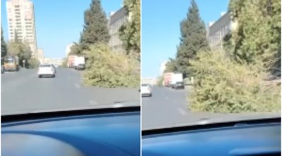 Yasamalda böyük ağac avtomobil yoluna aşdı - VİDEO