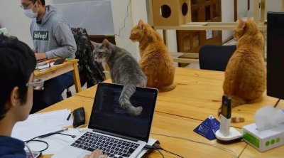 Yaponiyada çalışmaqdan bezən işçilər üçün UNİKAL ÜSUL: Ofisdə pişiklərlə çalışırlar - FOTO