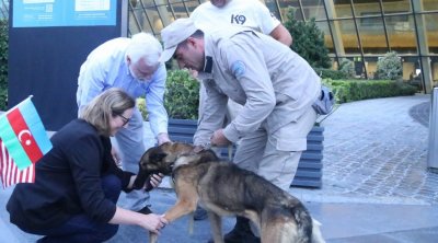 ABŞ Azərbaycana daha iki minaaxtaran it göndərdi – FOTO/VİDEO