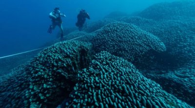 COP29-da dünyanın ən böyük mərcanının aşkar edildiyi açıqlandı - FOTO