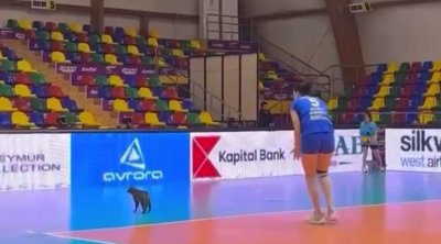 Voleybol matçında çağırılmamış “qonaq” – VİDEO