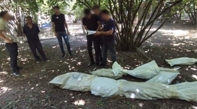 Qəbələdə fındıq bağında çətənə yetişdirən şəxs belə saxlanıldı – ANBAAN VİDEO