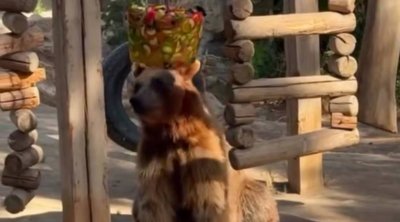 Bakı zooparkında ayı dondurmanı belə yedi – VİDEO