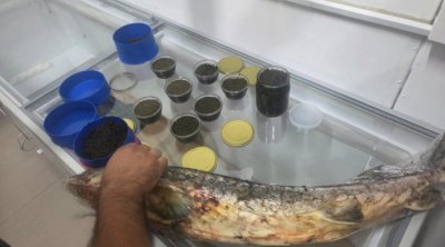 Nərə balığı və 5 kiloqrama yaxın kürünün qanunsuz satışı AŞKARLANDI - FOTO