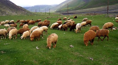 Bakıda qızına toy edən atadan ŞOK ƏMƏL: bir sürü qoyunu götürüb YOXA ÇIXDI
