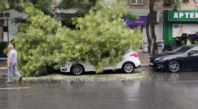 Bakıda ağac avtomobilin üzərinə aşdı – FOTO