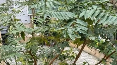 Bakıda geniş yayılan bu ağacın ziyanı faydasından çoxdur – İDDİA