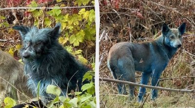 Çernobılda mavi itlər peyda oldu – FOTO