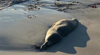 Xəzər dənizi sahilində 112 ölü suiti tapıldı