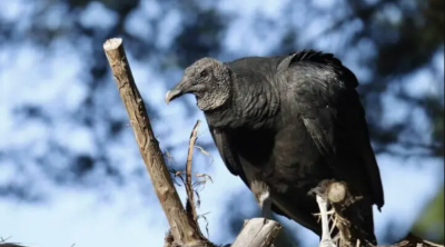 Xaçmazda Qırmızı kitaba daxil edilən quş AŞKARLANDI