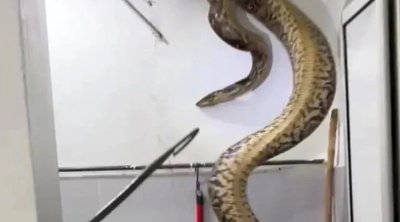 Malayziyada bir evə 60 kiloqramlıq piton girdi: 15 yaşlı qız… – VİDEO