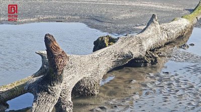 Lənkəranda Xəzərdən “itmiş meşə” üzə çıxdı – FOTO